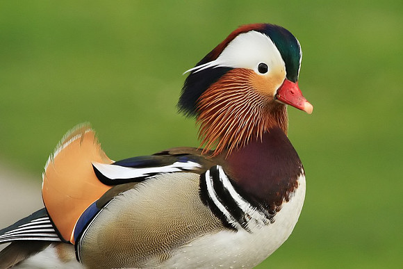 Mandarin Duck