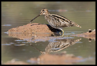Wilson's Snipe