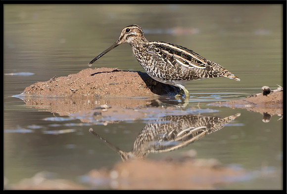 Wilson's Snipe