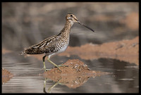 Wilson's Snipe