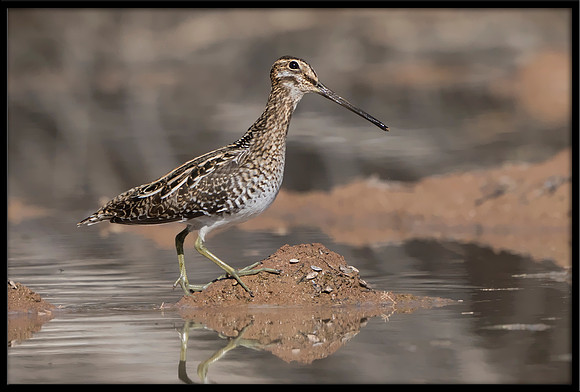Wilson's Snipe