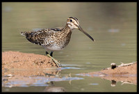 Snipe