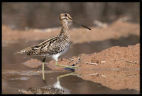 Wilson's Snipe