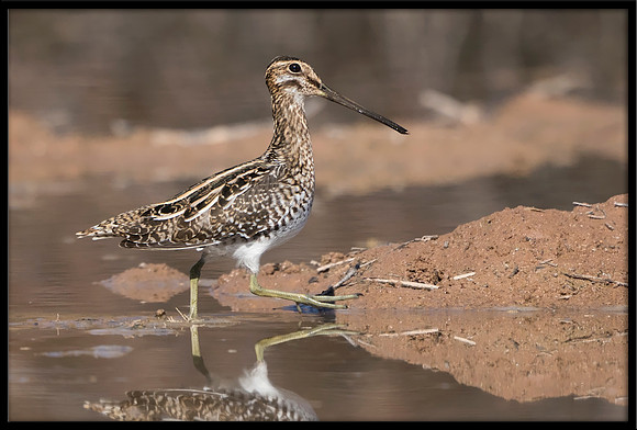Wilson's Snipe