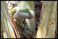 Wild Monk Parakeet