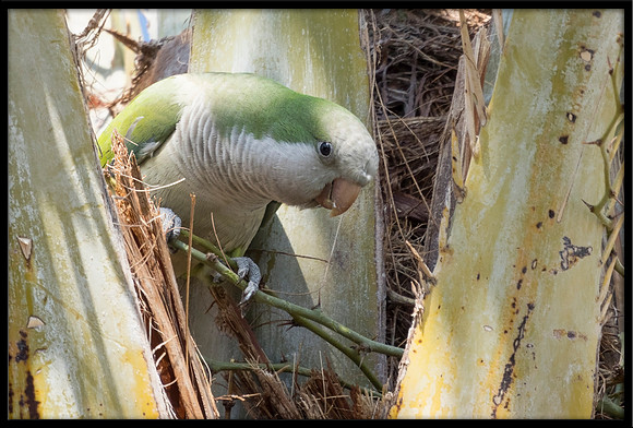 Wild Monk Parakeet