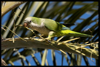 Wild Monk Parakeet