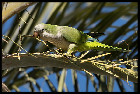Wild Monk Parakeet