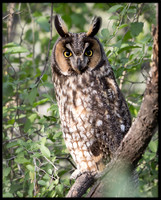 Long-eared Owl