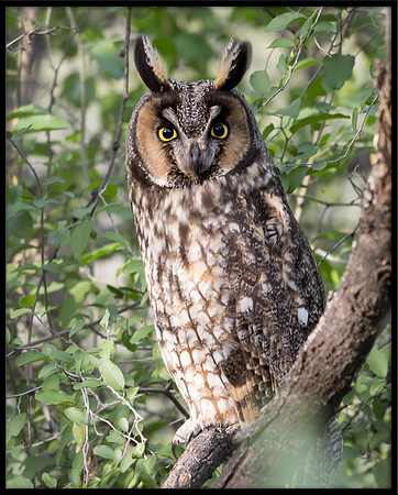 Long-eared Owl
