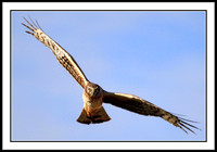 Northern Harrier