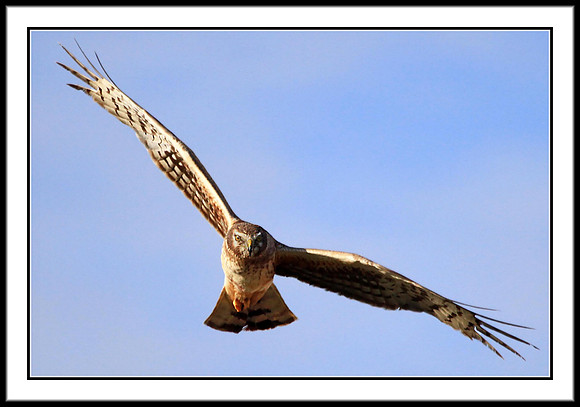 Northern Harrier