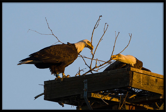 Bald Eagles with nesting material