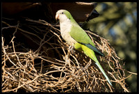 Wild Monk Parakeet
