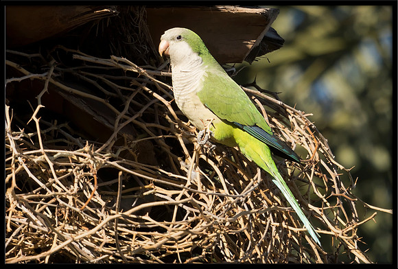 Wild Monk Parakeet
