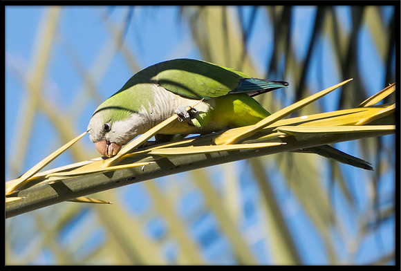 Wild Monk Parakeet