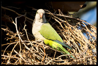 Wild Monk Parakeet
