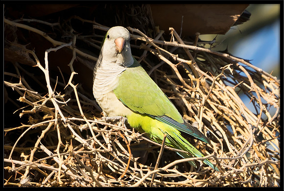 Wild Monk Parakeet