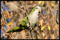 Wild Monk Parakeet