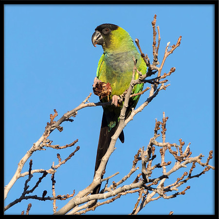 Wild Nanday Parakeet