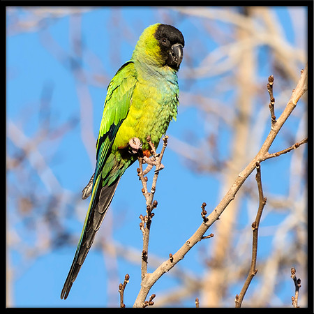 Wild Nanday Parakeet