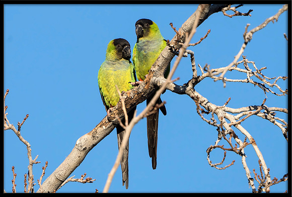 Wild Nanday Parakeets