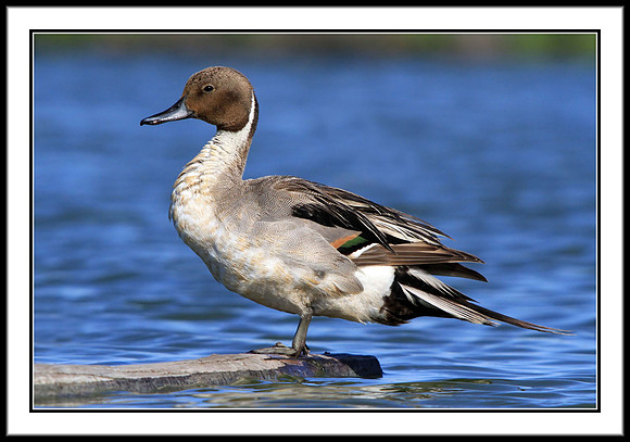 Northern Pintail