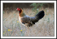 Red Junglefowl (female)