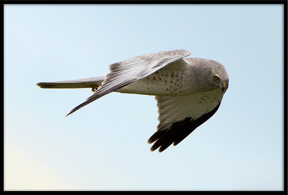 Grey Ghost - Northern Harrier (m)