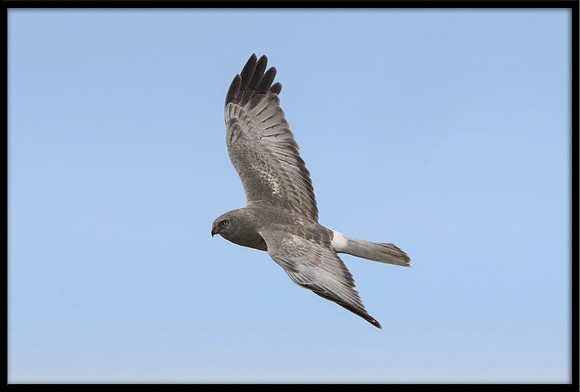 Grey Ghost - Northern Harrier (m)