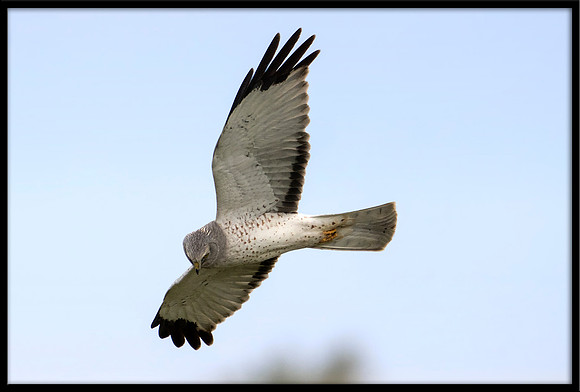 Grey Ghost - Northern Harrier (m)
