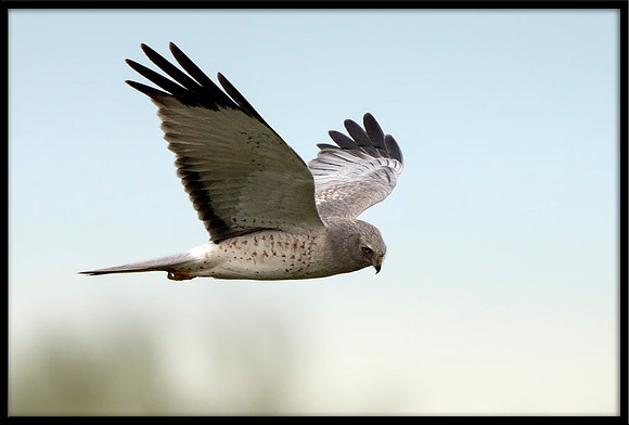 Grey Ghost - Northern Harrier (m)