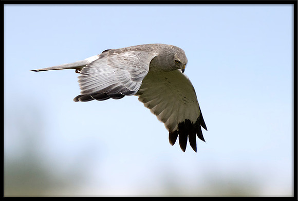 Grey Ghost - Northern Harrier (m)