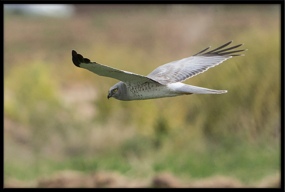 Grey Ghost - Northern Harrier (m)