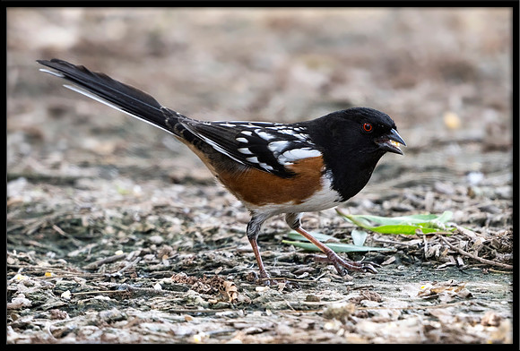Spotted Towhee