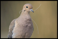 Dove With Nesting Material