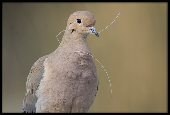 Dove With Nesting Material