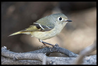 Ruby-crowned Kinglet