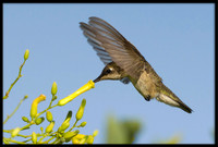 Anna's Hummingbird