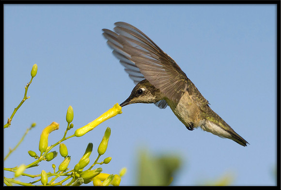 Anna's Hummingbird