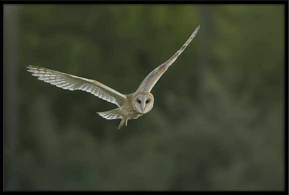 Barn Owl