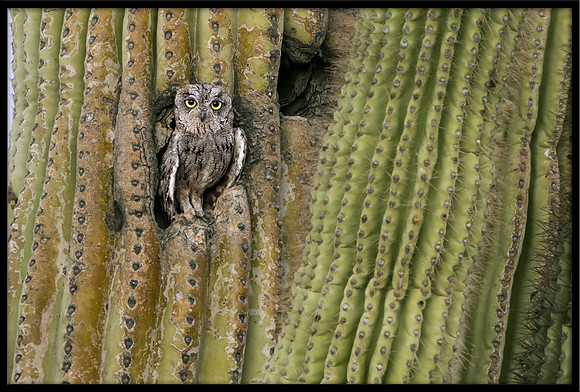 Western Screech Owlet