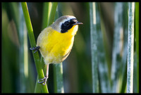 Common Yellowthroat