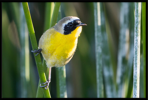 Common Yellowthroat