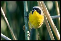 Common Yellowthroat
