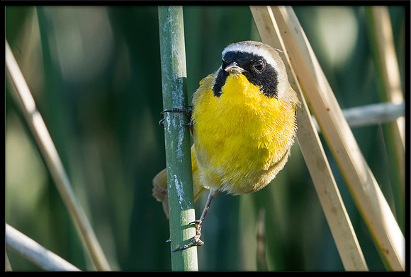 Common Yellowthroat