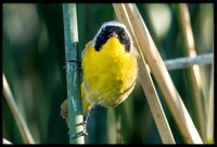 Common Yellowthroat