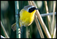 Common Yellowthroat