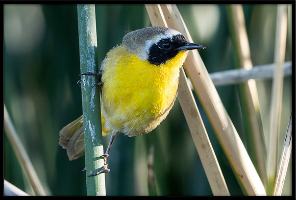 Common Yellowthroat