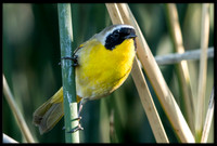 Common Yellowthroat